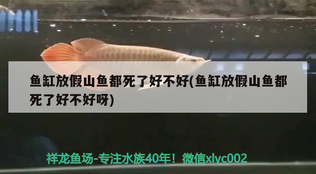 魚缸放假山魚都死了好不好(魚缸放假山魚都死了好不好呀)