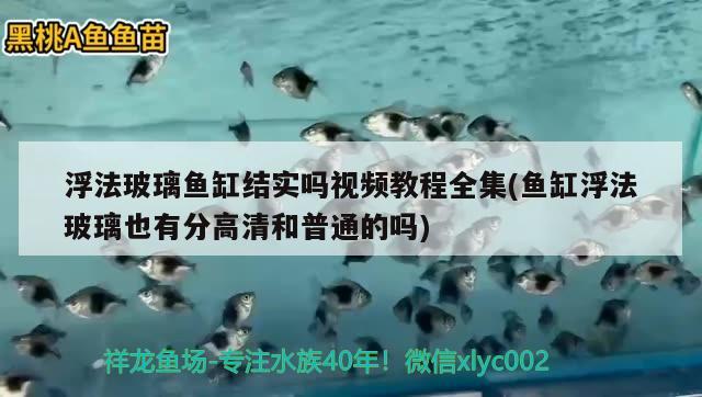 浮法玻璃魚缸結實嗎視頻教程全集(魚缸浮法玻璃也有分高清和普通的嗎) 黑白雙星魚