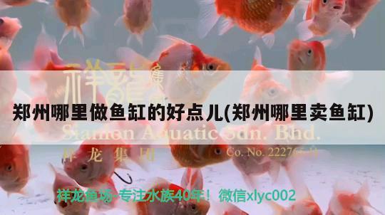 鄭州哪里做魚(yú)缸的好點(diǎn)兒(鄭州哪里賣(mài)魚(yú)缸) 紅眼黃化幽靈火箭魚(yú)|皇家火箭魚(yú)