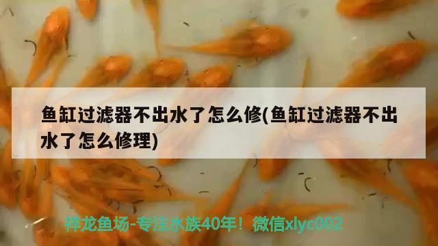 魚缸過濾器不出水了怎么修(魚缸過濾器不出水了怎么修理)