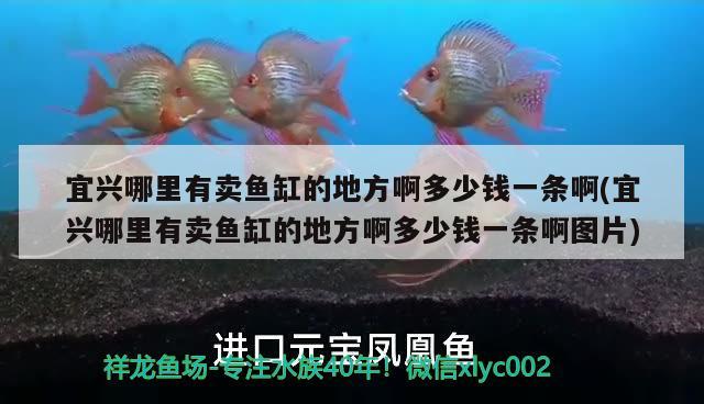 宜興哪里有賣魚缸的地方啊多少錢一條啊(宜興哪里有賣魚缸的地方啊多少錢一條啊圖片)