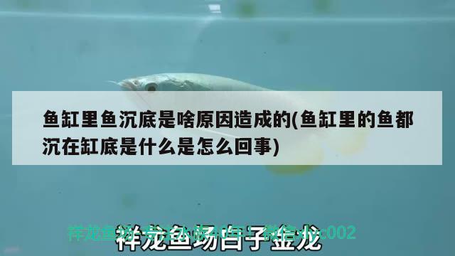 魚缸里魚沉底是啥原因造成的(魚缸里的魚都沉在缸底是什么是怎么回事)