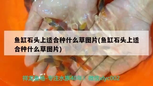 魚(yú)缸石頭上適合種什么草圖片(魚(yú)缸石頭上適合種什么草圖片)