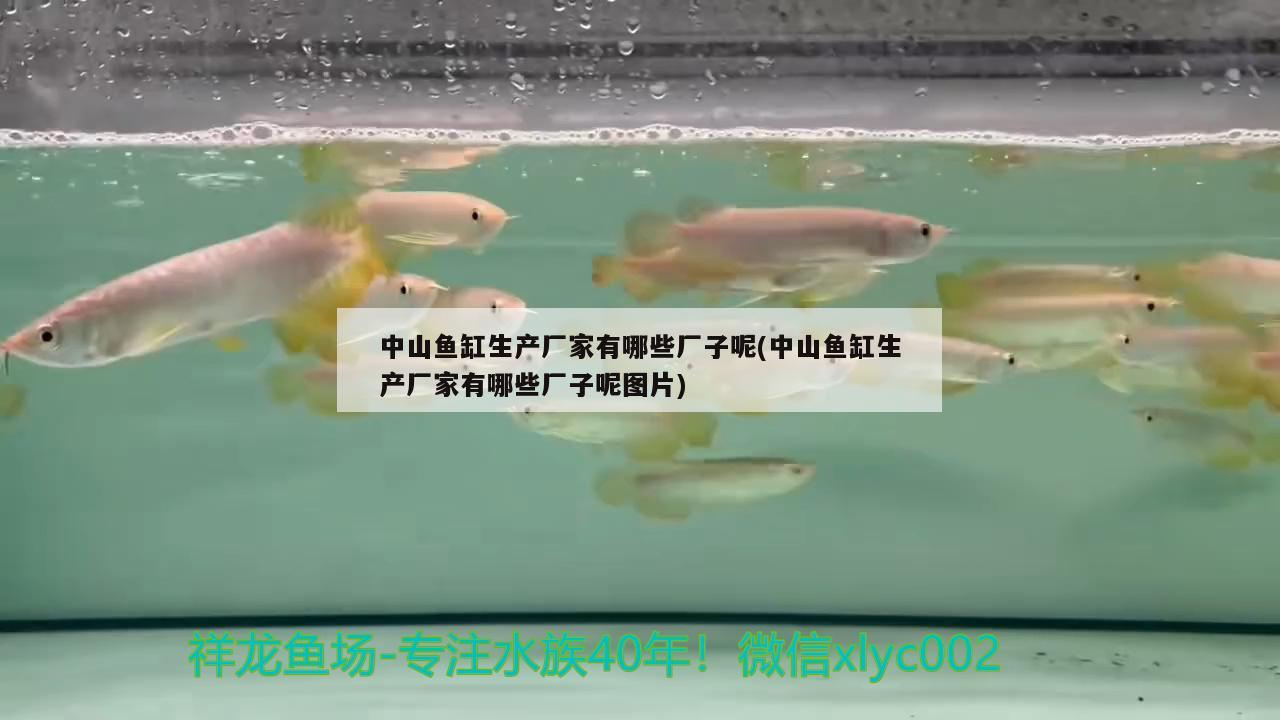 中山魚缸生產(chǎn)廠家有哪些廠子呢(中山魚缸生產(chǎn)廠家有哪些廠子呢圖片)