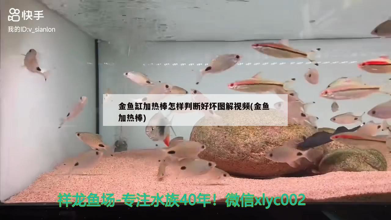 金魚缸加熱棒怎樣判斷好壞圖解視頻(金魚加熱棒) 蝴蝶鯉魚苗