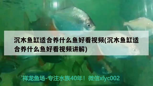 沉木魚缸適合養(yǎng)什么魚好看視頻(沉木魚缸適合養(yǎng)什么魚好看視頻講解)