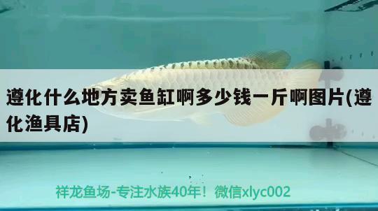 遵化什么地方賣魚缸啊多少錢一斤啊圖片(遵化漁具店) 祥龍傳奇品牌魚缸