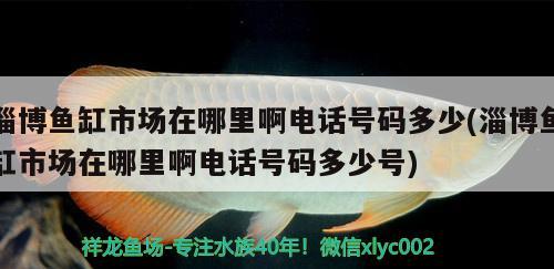 淄博魚缸市場在哪里啊電話號碼多少(淄博魚缸市場在哪里啊電話號碼多少號) 福虎/異型虎魚/純色虎魚 第3張