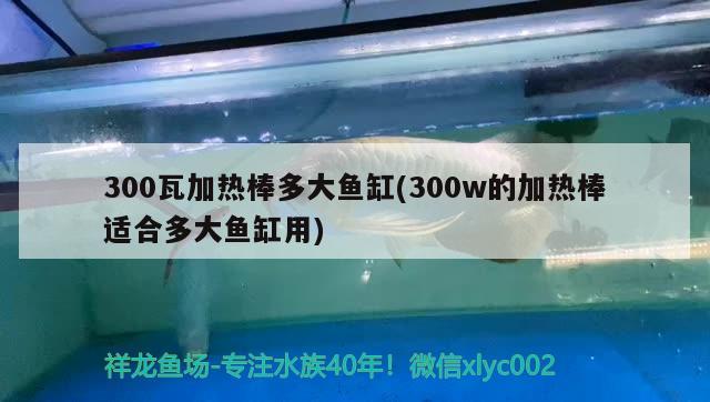 300瓦加熱棒多大魚缸(300w的加熱棒適合多大魚缸用) 麥肯斯銀版魚