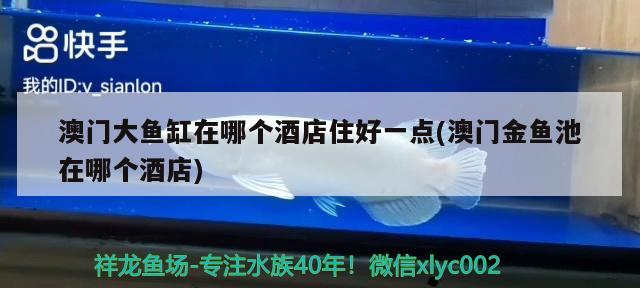 澳門大魚缸在哪個酒店住好一點(澳門金魚池在哪個酒店) 金老虎魚