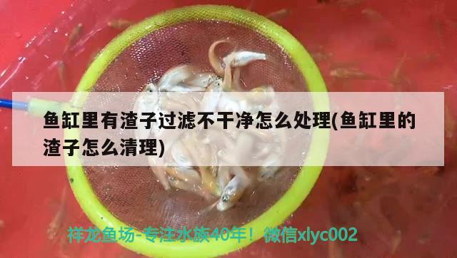 魚缸里有渣子過濾不干凈怎么處理(魚缸里的渣子怎么清理) 魚糧魚藥