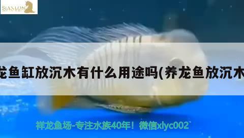 龍魚缸放沉木有什么用途嗎(養(yǎng)龍魚放沉木)