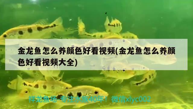 金龍魚怎么養(yǎng)顏色好看視頻(金龍魚怎么養(yǎng)顏色好看視頻大全) 高背金龍魚