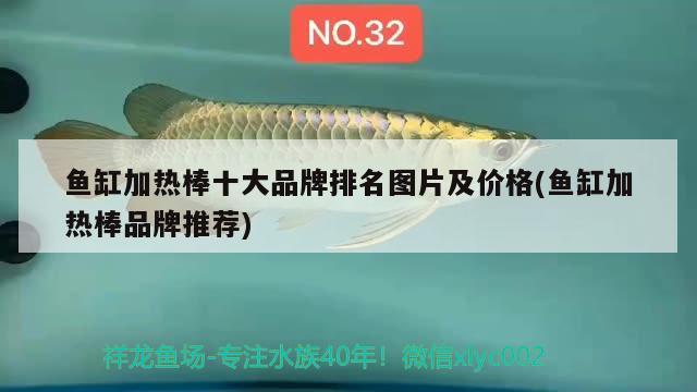 魚缸加熱棒十大品牌排名圖片及價格(魚缸加熱棒品牌推薦) 白子銀版魚