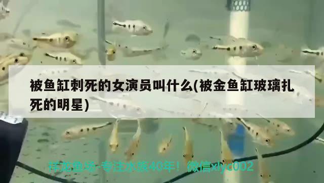 被魚缸刺死的女演員叫什么(被金魚缸玻璃扎死的明星) 可麗愛魚缸