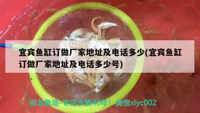 宜賓魚(yú)缸訂做廠家地址及電話多少(宜賓魚(yú)缸訂做廠家地址及電話多少號(hào)) 白子紅龍魚(yú)