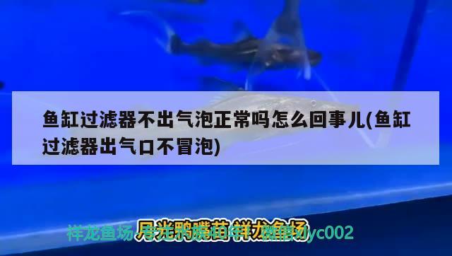 魚缸過濾器不出氣泡正常嗎怎么回事兒(魚缸過濾器出氣口不冒泡) 刀魚魚