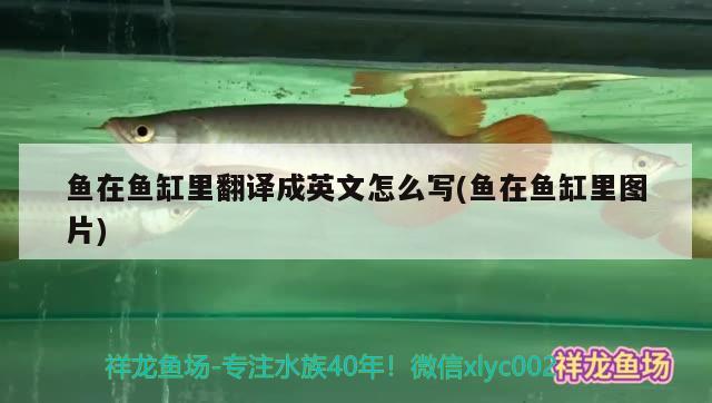 魚(yú)在魚(yú)缸里翻譯成英文怎么寫(xiě)(魚(yú)在魚(yú)缸里圖片) 戰(zhàn)車(chē)紅龍魚(yú)