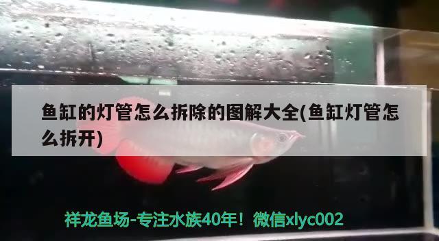 魚缸的燈管怎么拆除的圖解大全(魚缸燈管怎么拆開) 黃金貓魚