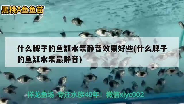 什么牌子的魚缸水泵靜音效果好些(什么牌子的魚缸水泵最靜音)