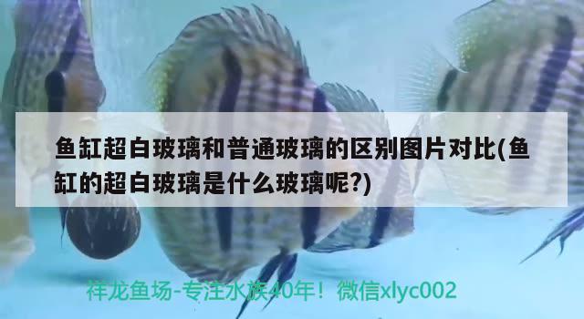 魚缸超白玻璃和普通玻璃的區(qū)別圖片對比(魚缸的超白玻璃是什么玻璃呢?) 廣州觀賞魚魚苗批發(fā)市場