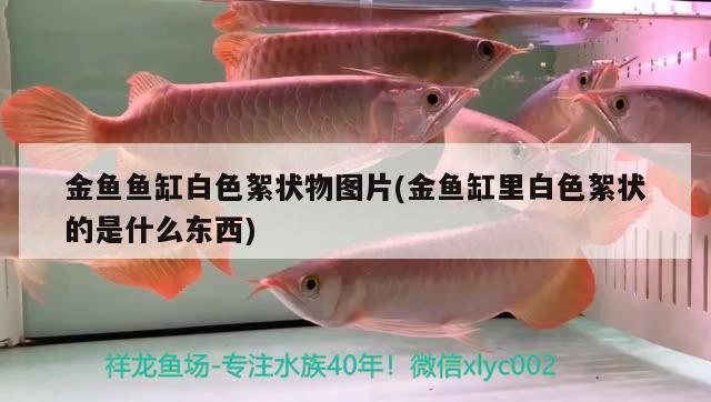 金魚魚缸白色絮狀物圖片(金魚缸里白色絮狀的是什么東西)