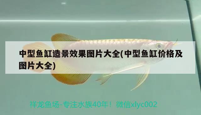 中型魚缸造景效果圖片大全(中型魚缸價格及圖片大全) 超血紅龍魚