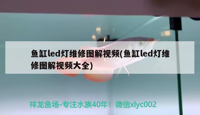 魚缸led燈維修圖解視頻(魚缸led燈維修圖解視頻大全) 白化巴西龜（白巴）