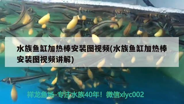 水族魚缸加熱棒安裝圖視頻(水族魚缸加熱棒安裝圖視頻講解)