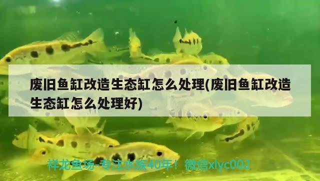 廢舊魚缸改造生態(tài)缸怎么處理(廢舊魚缸改造生態(tài)缸怎么處理好)