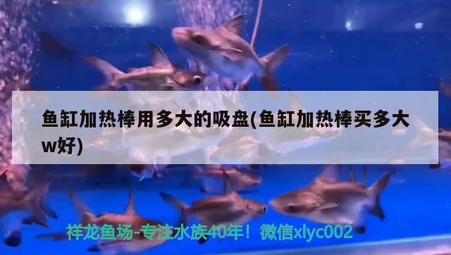 魚缸加熱棒用多大的吸盤(魚缸加熱棒買多大w好) 養(yǎng)魚知識