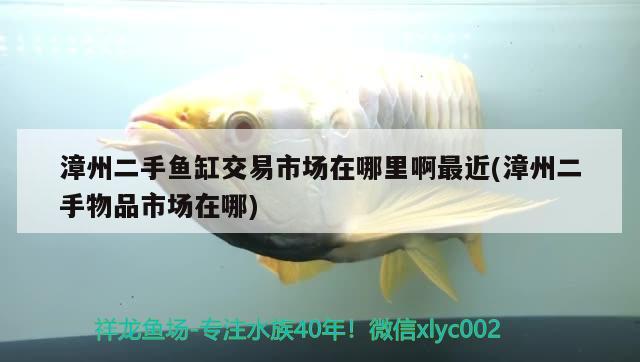 漳州二手魚缸交易市場在哪里啊最近(漳州二手物品市場在哪) 黃吉金龍（白子金龍魚）