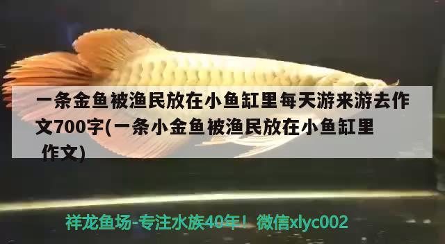 一條金魚被漁民放在小魚缸里每天游來游去作文700字(一條小金魚被漁民放在小魚缸里作文) 森森魚缸