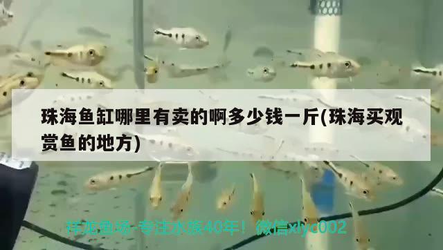 珠海魚缸哪里有賣的啊多少錢一斤(珠海買觀賞魚的地方) 帝王血鉆