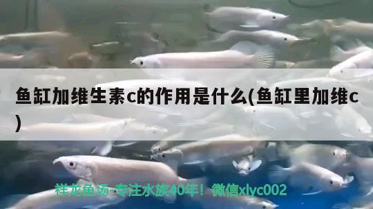 魚(yú)缸加維生素c的作用是什么(魚(yú)缸里加維c) 白化火箭 第2張