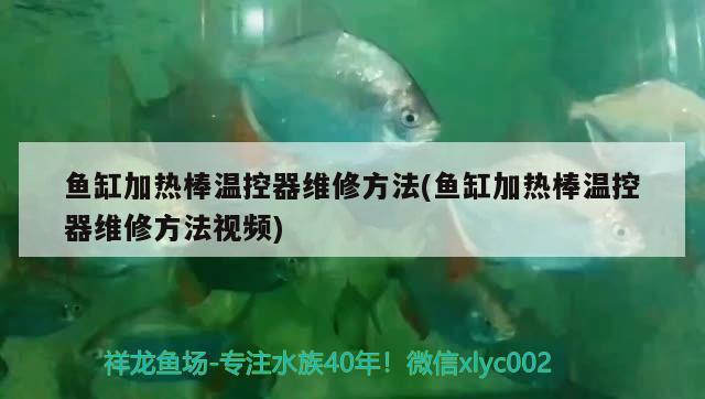 魚(yú)缸加熱棒溫控器維修方法(魚(yú)缸加熱棒溫控器維修方法視頻) 大白鯊魚(yú)