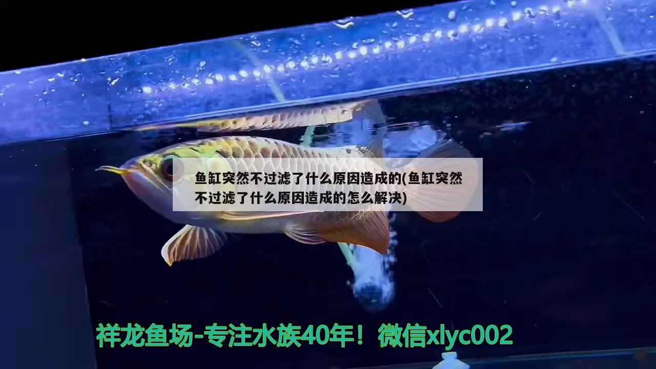 魚缸突然不過(guò)濾了什么原因造成的(魚缸突然不過(guò)濾了什么原因造成的怎么解決) 祥龍水族濾材/器材