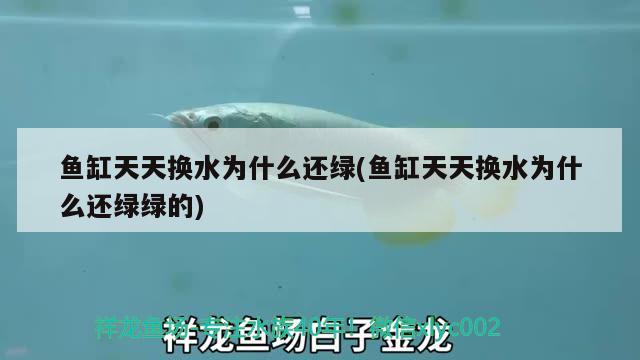 魚缸天天換水為什么還綠(魚缸天天換水為什么還綠綠的)