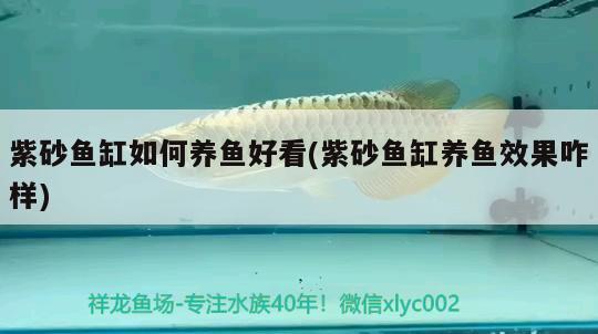 紫砂魚缸如何養(yǎng)魚好看(紫砂魚缸養(yǎng)魚效果咋樣)