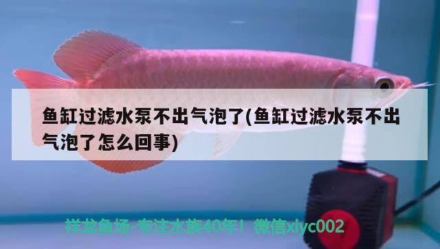 魚缸過濾水泵不出氣泡了(魚缸過濾水泵不出氣泡了怎么回事)