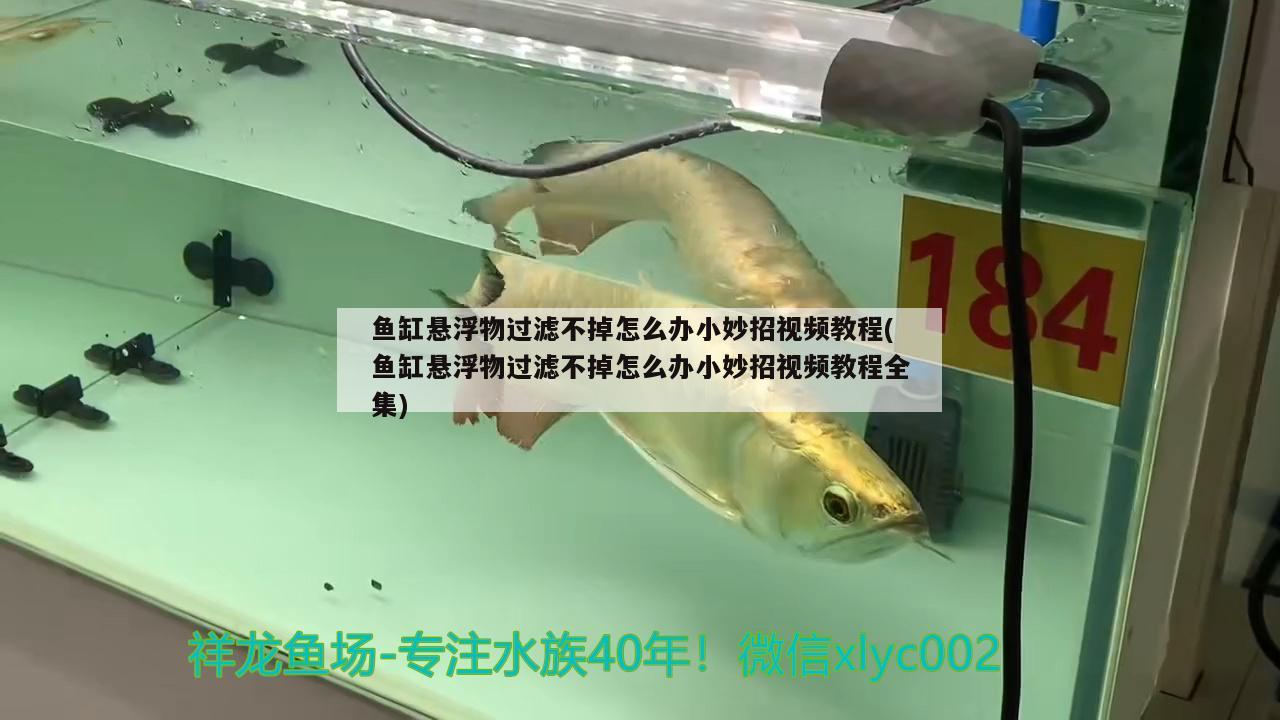 魚缸懸浮物過濾不掉怎么辦小妙招視頻教程(魚缸懸浮物過濾不掉怎么辦小妙招視頻教程全集)