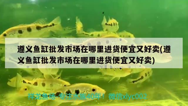 遵義魚缸批發(fā)市場在哪里進(jìn)貨便宜又好賣(遵義魚缸批發(fā)市場在哪里進(jìn)貨便宜又好賣) 大日玉鯖魚