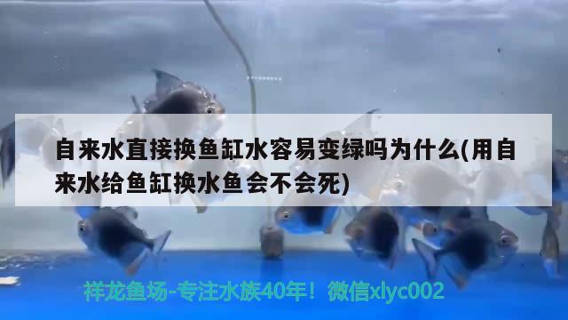 自來水直接換魚缸水容易變綠嗎為什么(用自來水給魚缸換水魚會不會死)