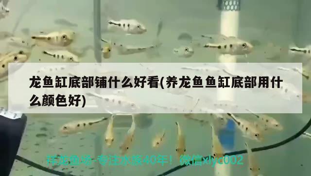 龍魚缸底部鋪什么好看(養(yǎng)龍魚魚缸底部用什么顏色好) 黑白雙星