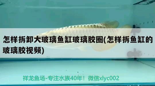 怎樣拆卸大玻璃魚缸玻璃膠圈(怎樣拆魚缸的玻璃膠視頻) 委內瑞拉奧里諾三間魚