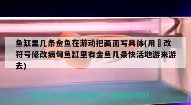 魚缸里幾條金魚在游動把畫面寫具體(用俢改符號修改病句魚缸里有金魚幾條快活地游來游去) 飛鳳魚