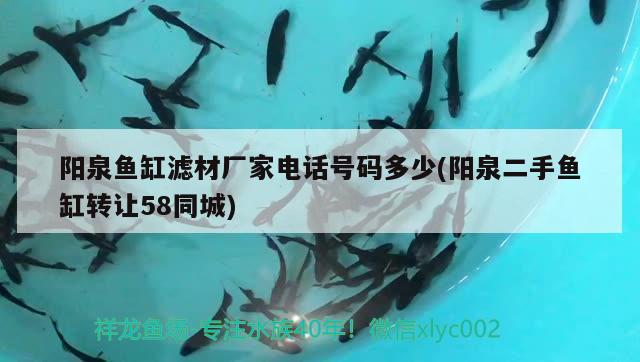 陽(yáng)泉魚(yú)缸濾材廠(chǎng)家電話(huà)號(hào)碼多少(陽(yáng)泉二手魚(yú)缸轉(zhuǎn)讓58同城) 印尼虎苗