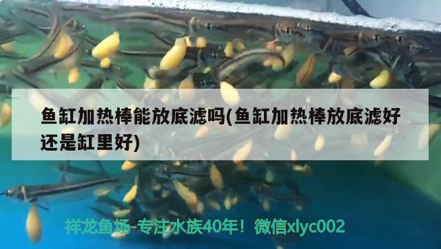 魚(yú)缸加熱棒能放底濾嗎(魚(yú)缸加熱棒放底濾好還是缸里好) 水族燈（魚(yú)缸燈）