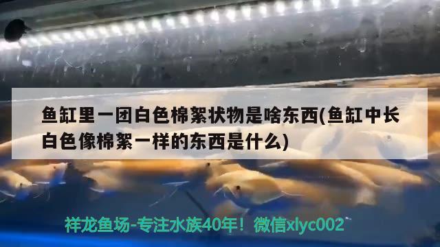 魚缸里一團白色棉絮狀物是啥東西(魚缸中長白色像棉絮一樣的東西是什么)