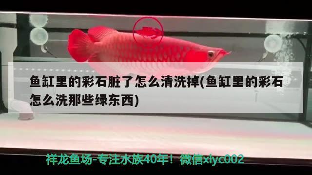 魚缸里的彩石臟了怎么清洗掉(魚缸里的彩石怎么洗那些綠東西) 黃金鴨嘴魚